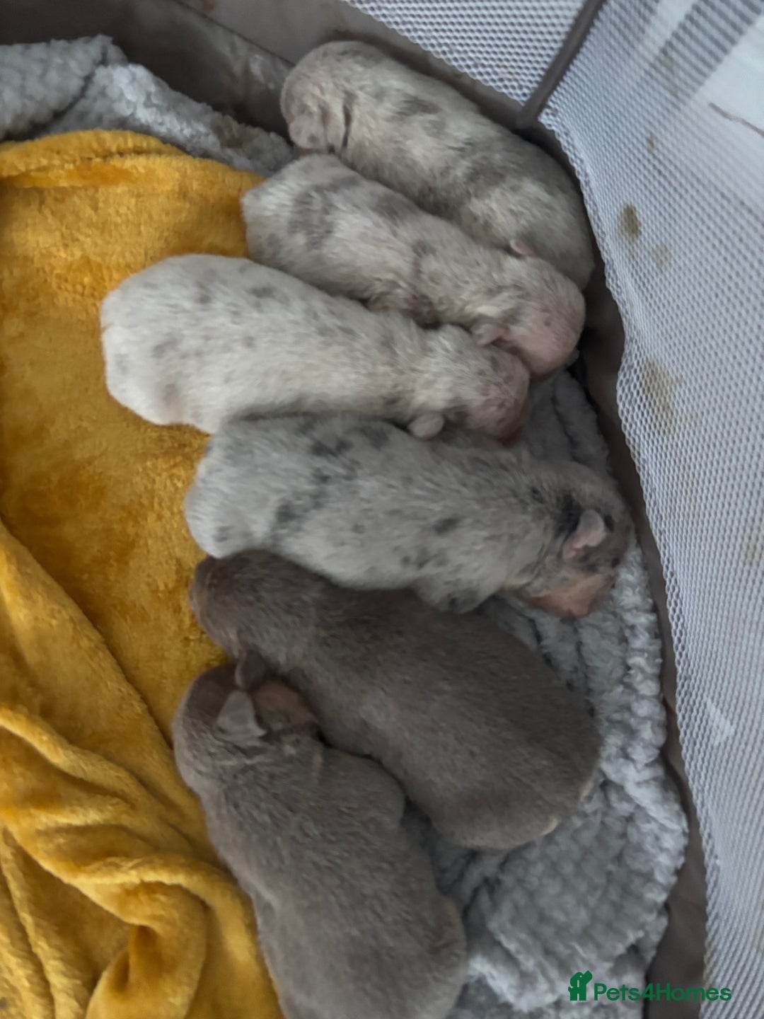 Mixed Breed dogs for sale: French bulldog X English bulldog  - Image 1