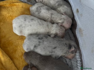 Mixed Breed dogs - Advert 24