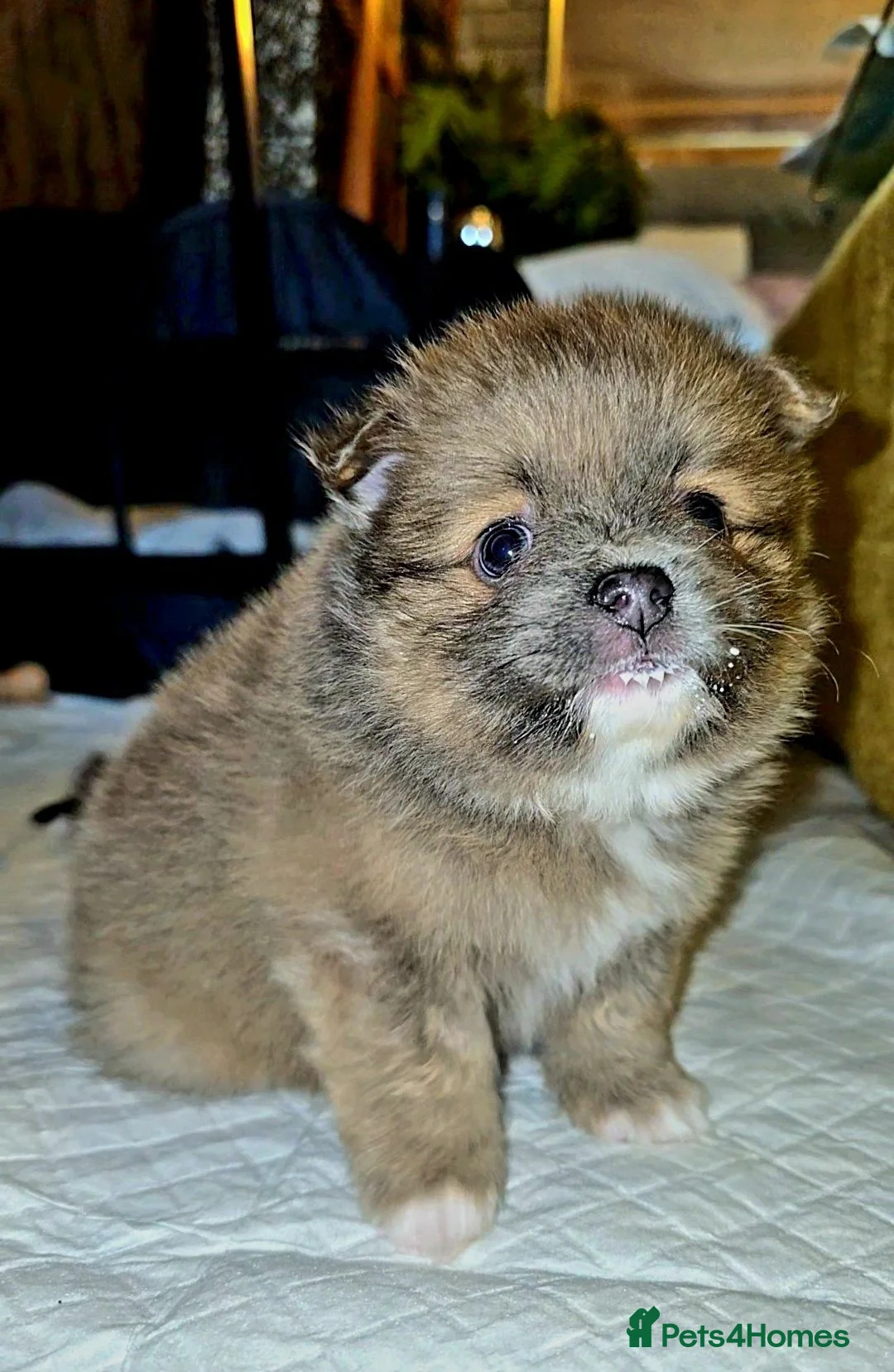 Pomeranian dogs for sale: Extra small fluffy Pomeranian Puppies  - Advert 13