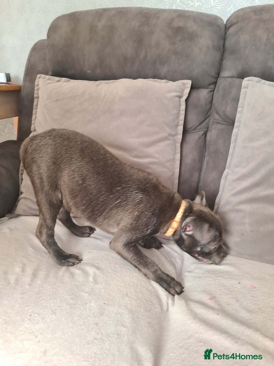 Staffordshire Bull Terrier dogs for sale: Lovely puppy  in Coventry - Image 19