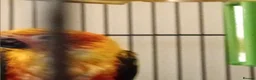 Conures birds for sale: Sun Conure in Burnley - Advert 3