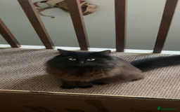 Mixed Breed cats for sale: Kittens, Cross Ragdoll - Image 11