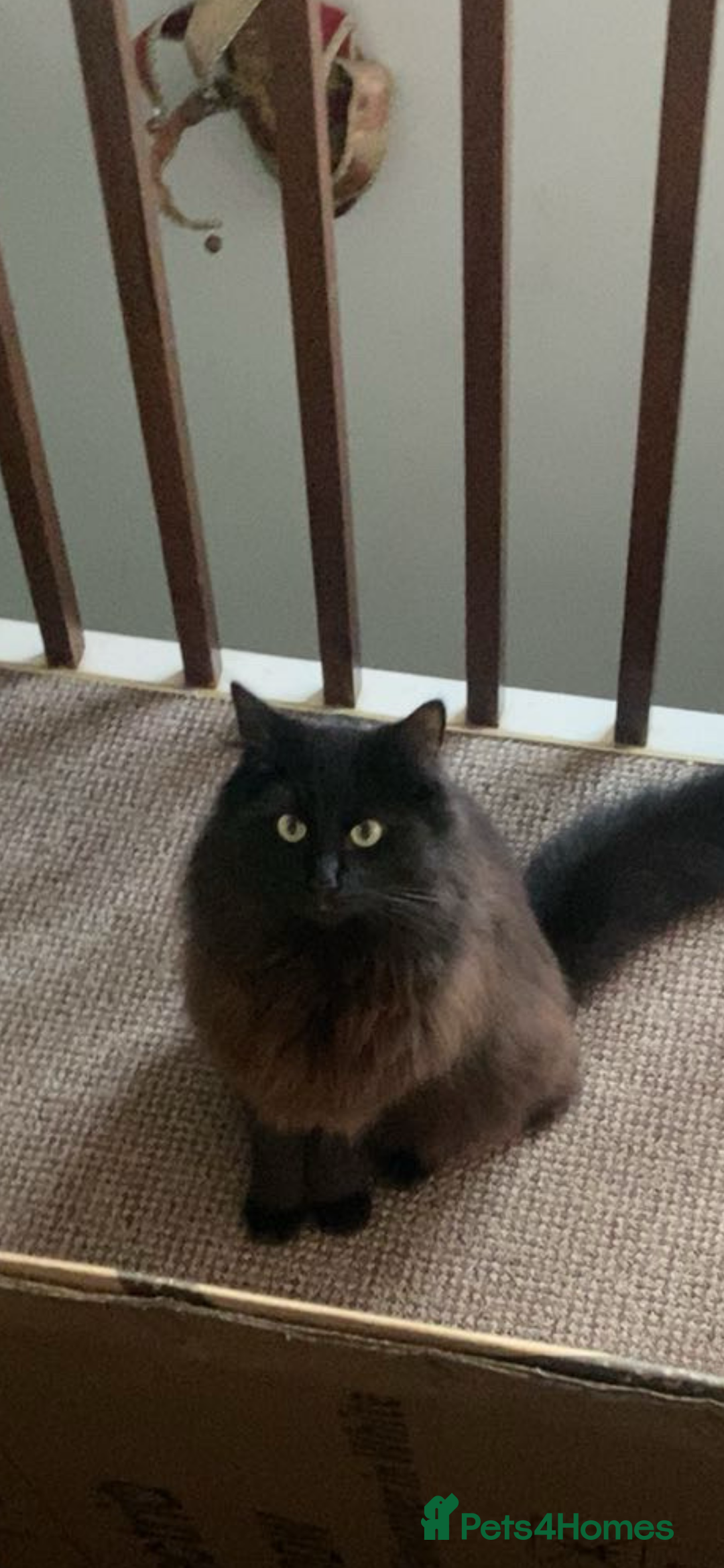 Mixed Breed cats for sale: Kittens, Cross Ragdoll - Image 11