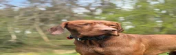 Hungarian Vizsla dogs for stud: KC Hungarian Vizsla for Stud - Advert 3