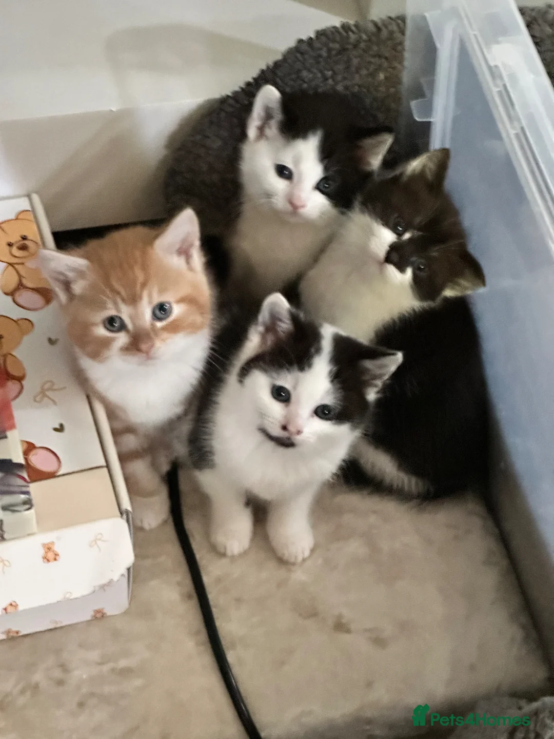Mixed Breed cats for sale: 4 x beautiful kittens   - Advert 1