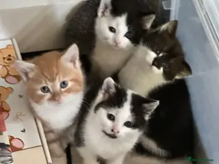 Mixed Breed cats 4 x beautiful kittens - Advert 4