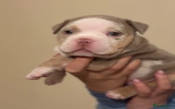 American Bully dogs for sale: Beautiful litter of pocket bullies  - Image 7
