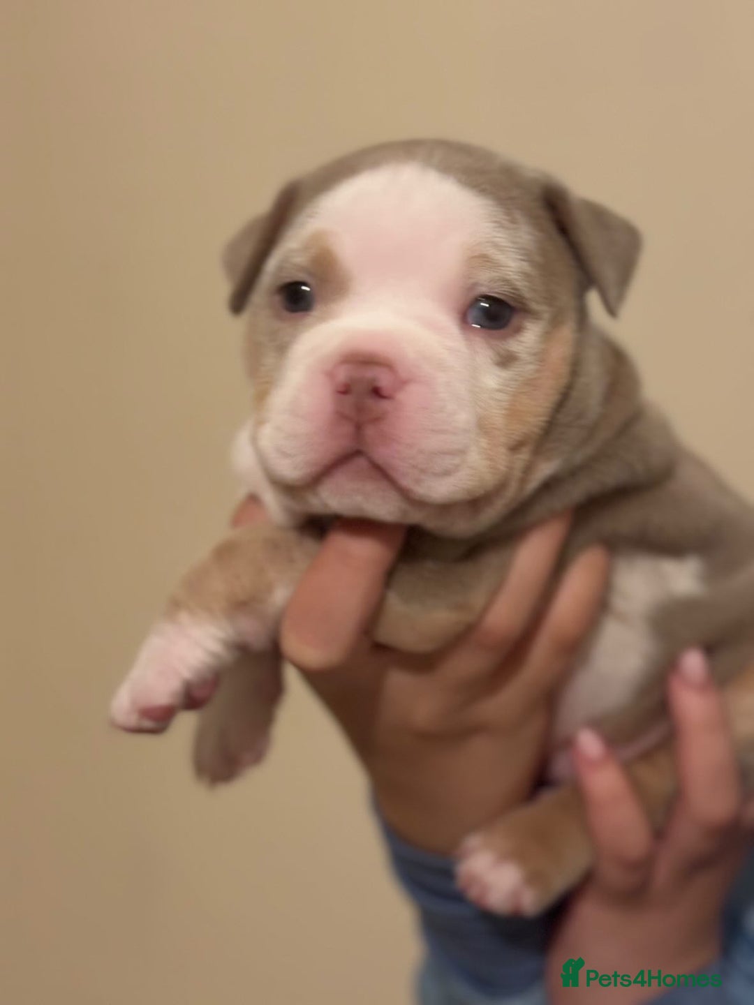 American Bully dogs for sale: Beautiful litter of pocket bullies  - Image 7
