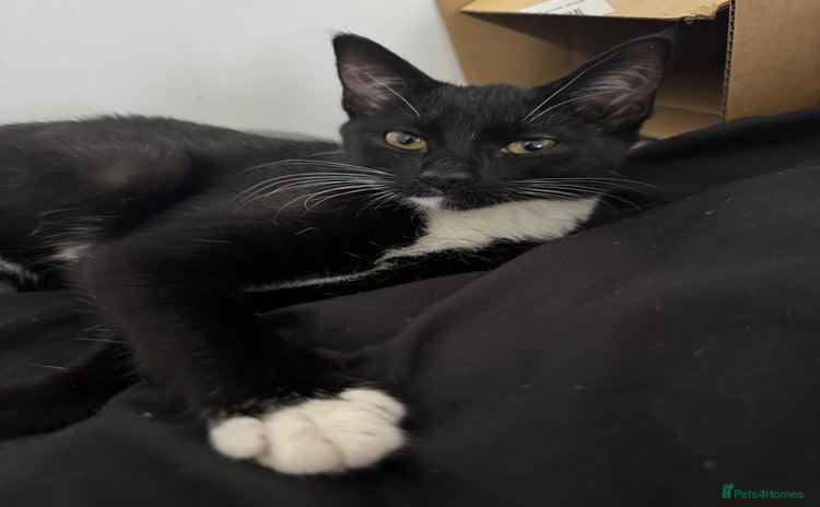 Domestic Shorthair cats - Advert 19