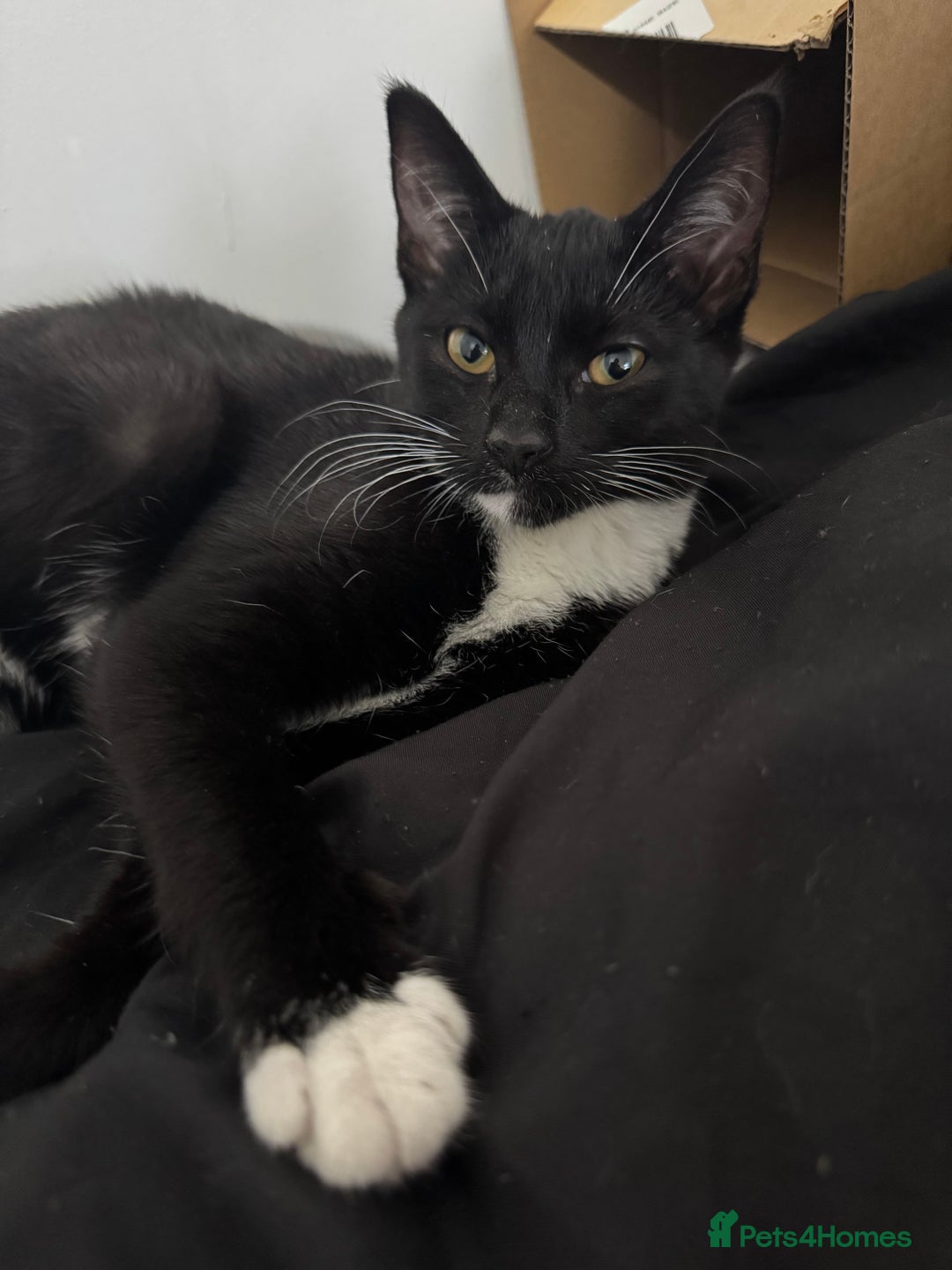 Domestic Shorthair cats for sale: LAST KITTEN! 1 playful tuxedo kitten left  - Image 1
