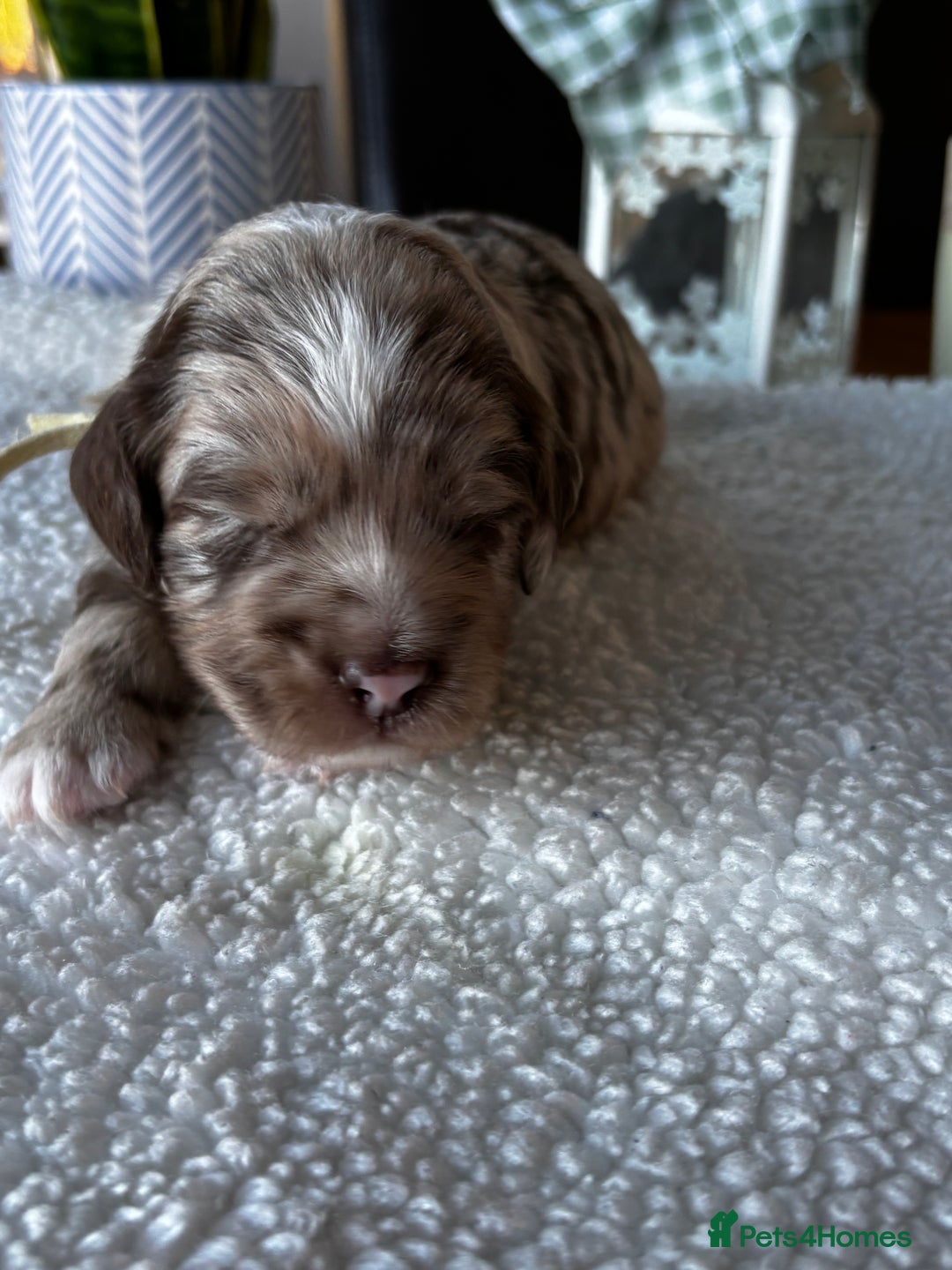 Sproodle dogs for sale: 💥 Rare Gorgeous Chocolate Merle Sproodles 🐶 - Advert 7