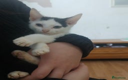 Domestic Shorthair cats for sale: 🐾 9 Beautiful Kittens - Image 24