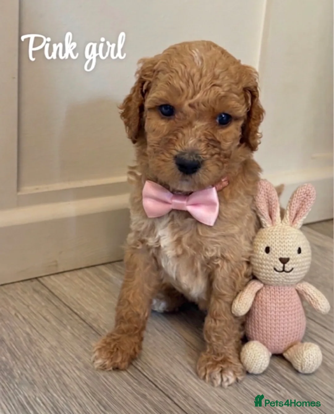 Goldendoodle dogs for sale: F1bb goldendoodle puppies  - Advert 1