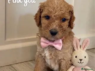 Goldendoodle dogs for sale: F1bb goldendoodle puppies - Advert 2