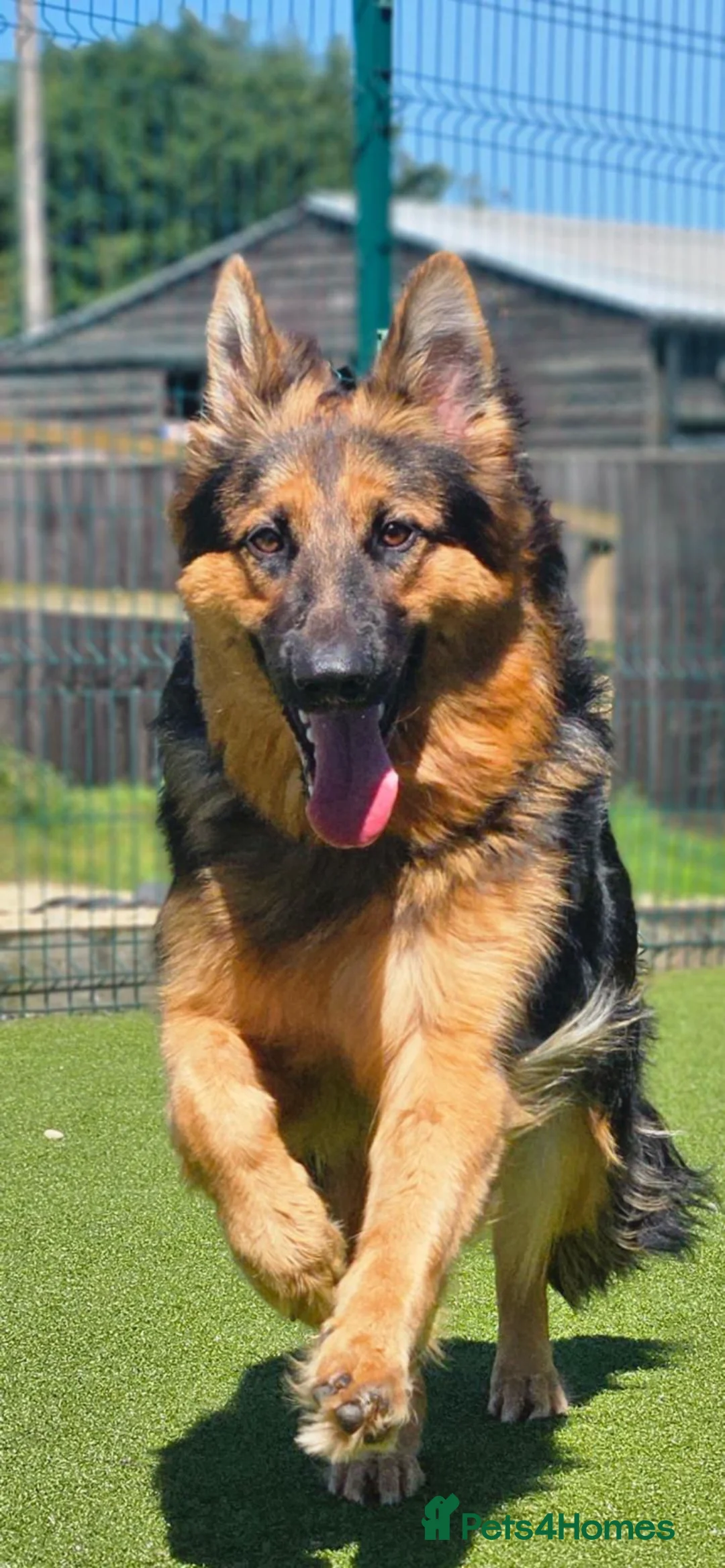 German Shepherd dogs for sale: Pure breed German shepherd puppies  - Advert 12