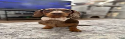 Dachshund dogs for sale: Beautiful litter of 9 standard dachshunds 🐾 - Advert 3