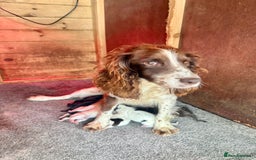 Sprocker dogs for sale: 7 beautiful sprocker puppies  - Image 9