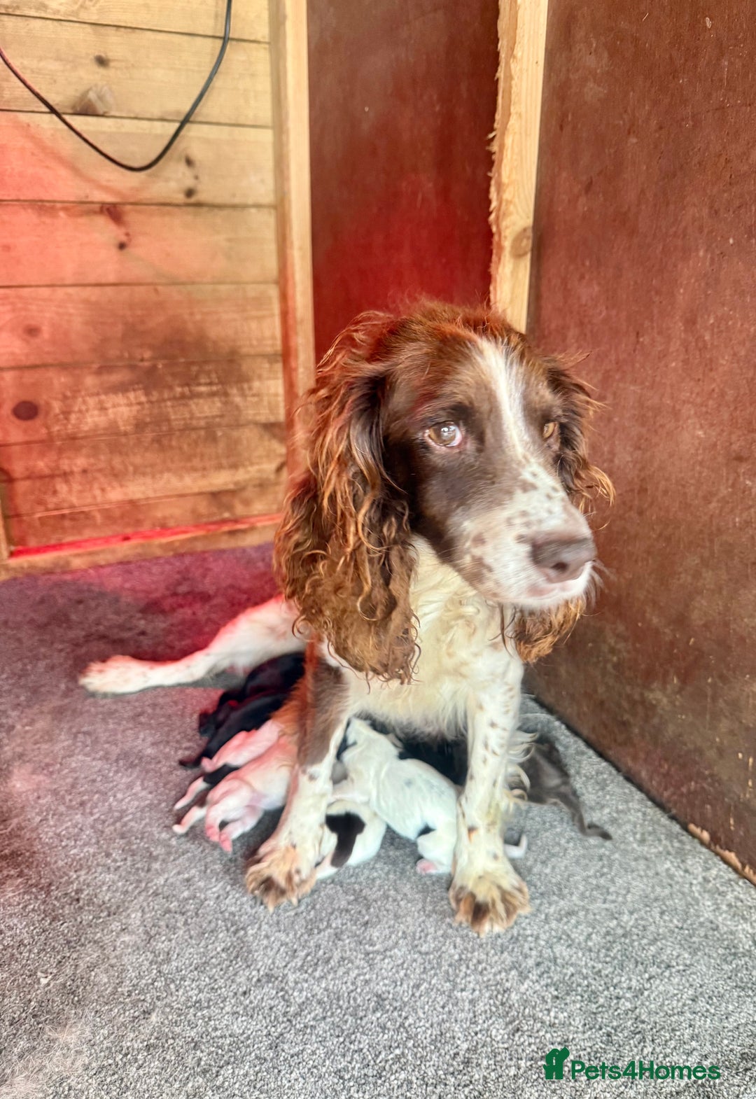 Sprocker dogs for sale: 7 beautiful sprocker puppies  - Image 9