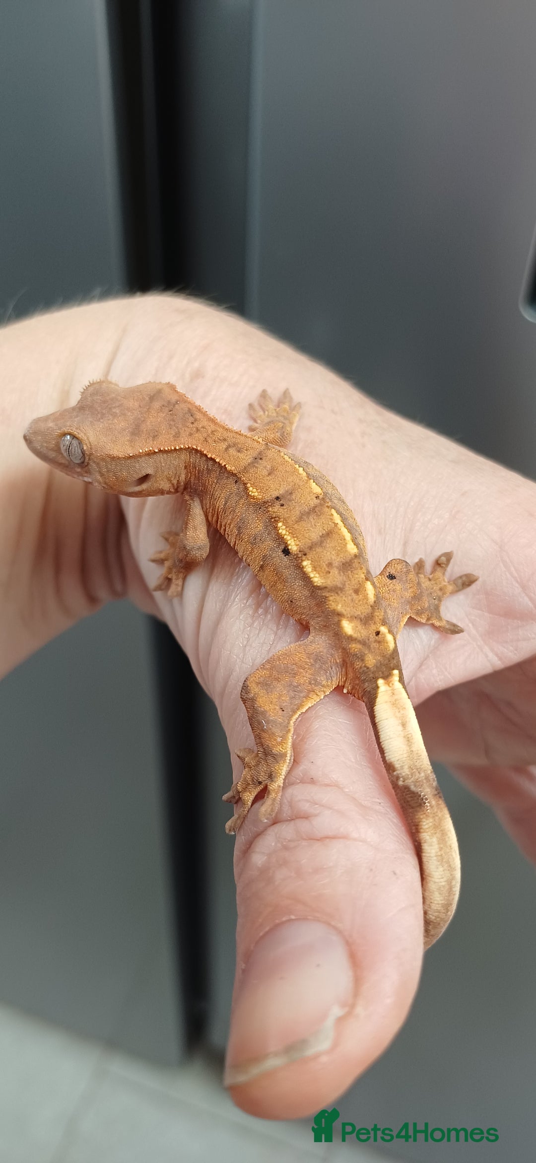 Gecko reptiles for sale: Baby crested gecko - Image 2