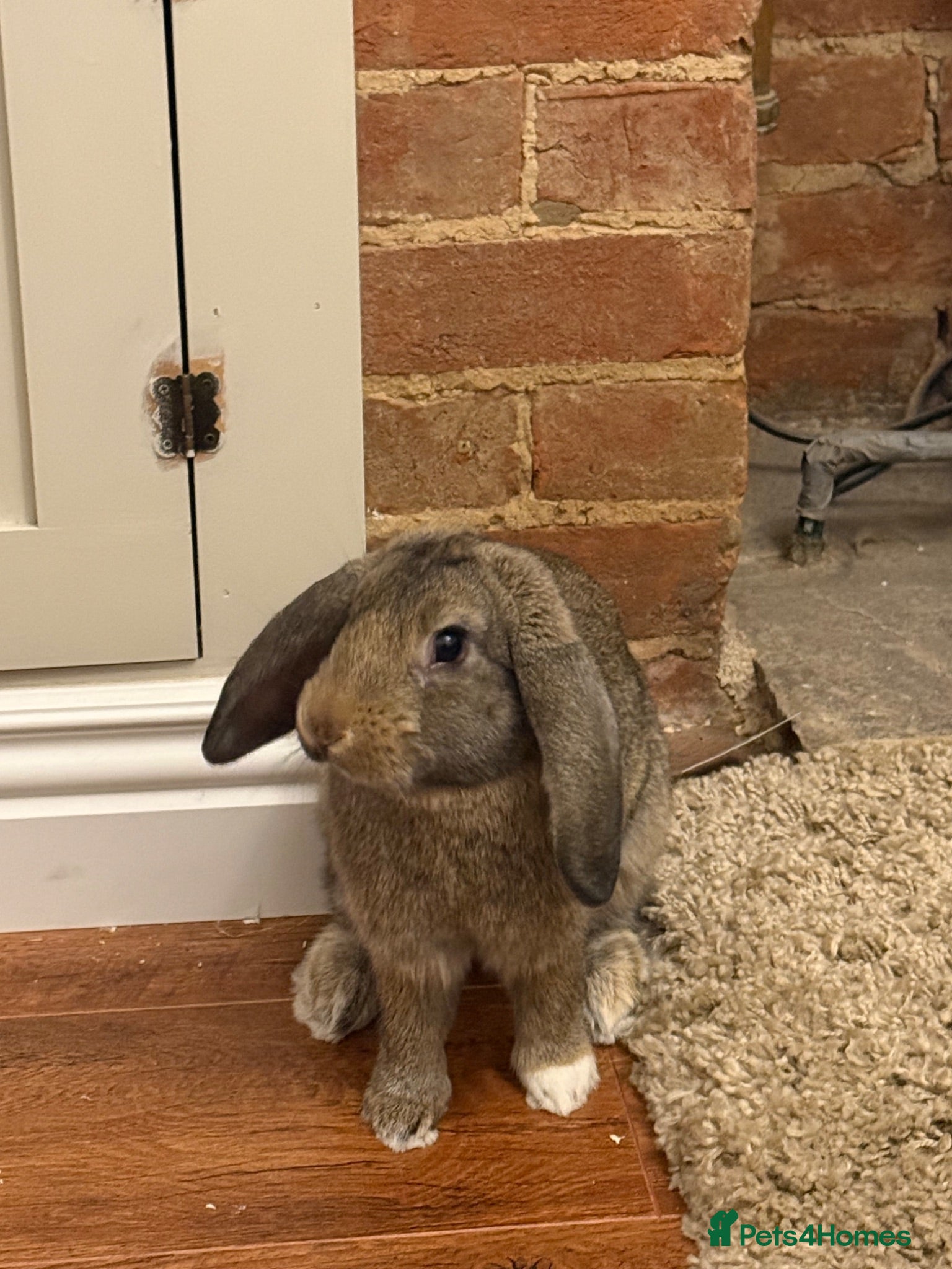 Mini Lop rabbits Mini Lop Rabbit - Advert 1