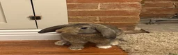 Mini Lop rabbits for sale: Mini Lop Rabbit - Advert 1