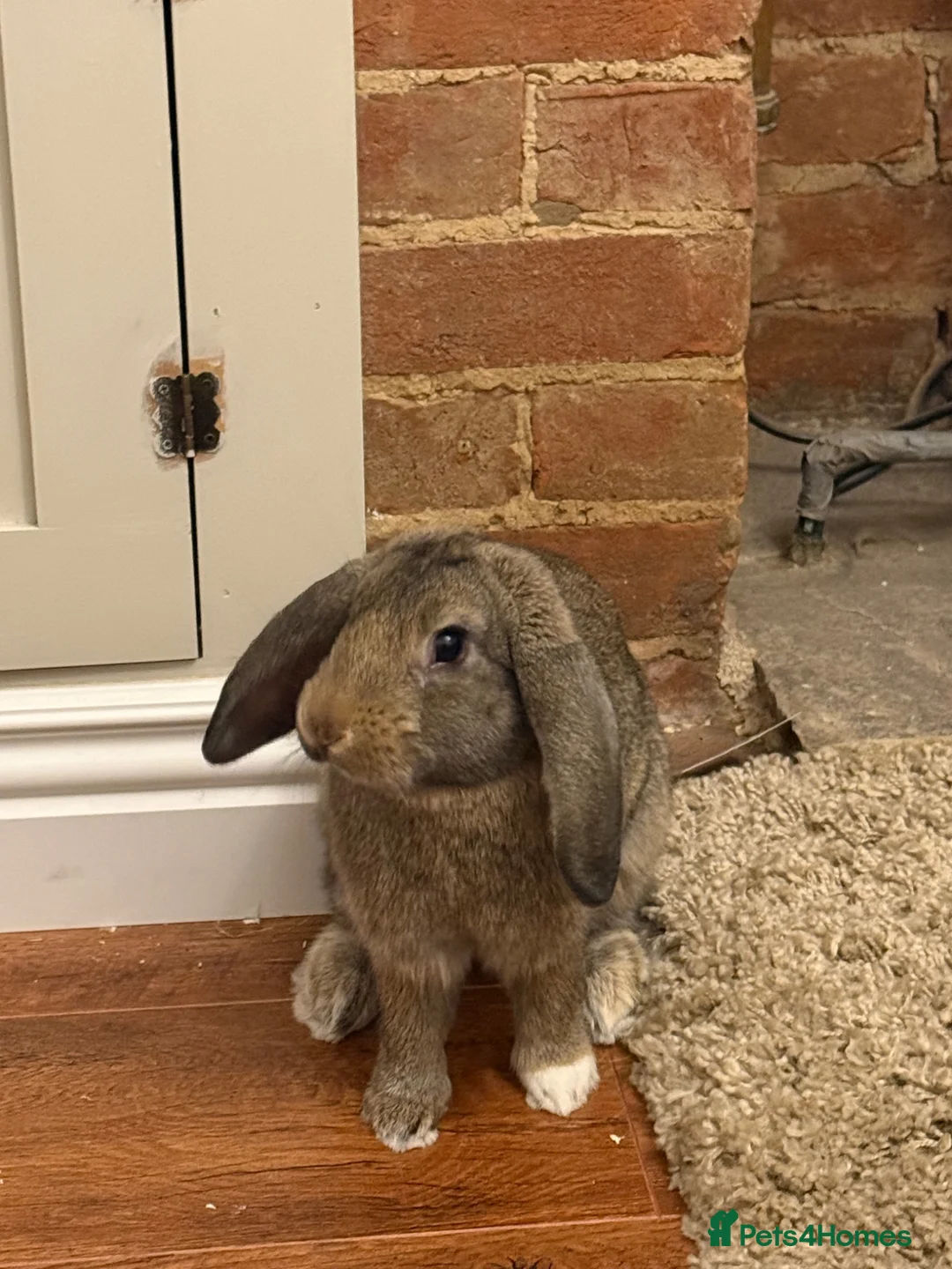 Mini Lop rabbits for sale: Mini Lop Rabbit - Advert 1