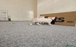 Bengal cats for sale: BLUE EYE SNOW BENGAL LYNC TICA ACTIVE - Image 5