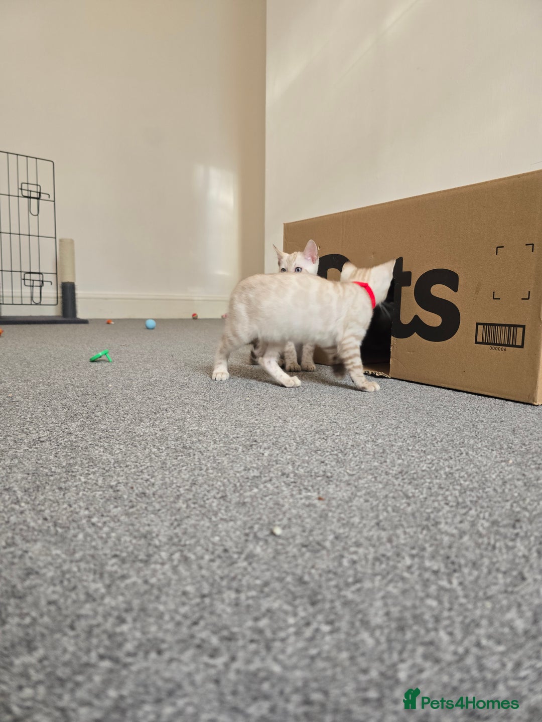 Bengal cats for sale: BLUE EYE SNOW BENGAL LYNC TICA ACTIVE - Image 5