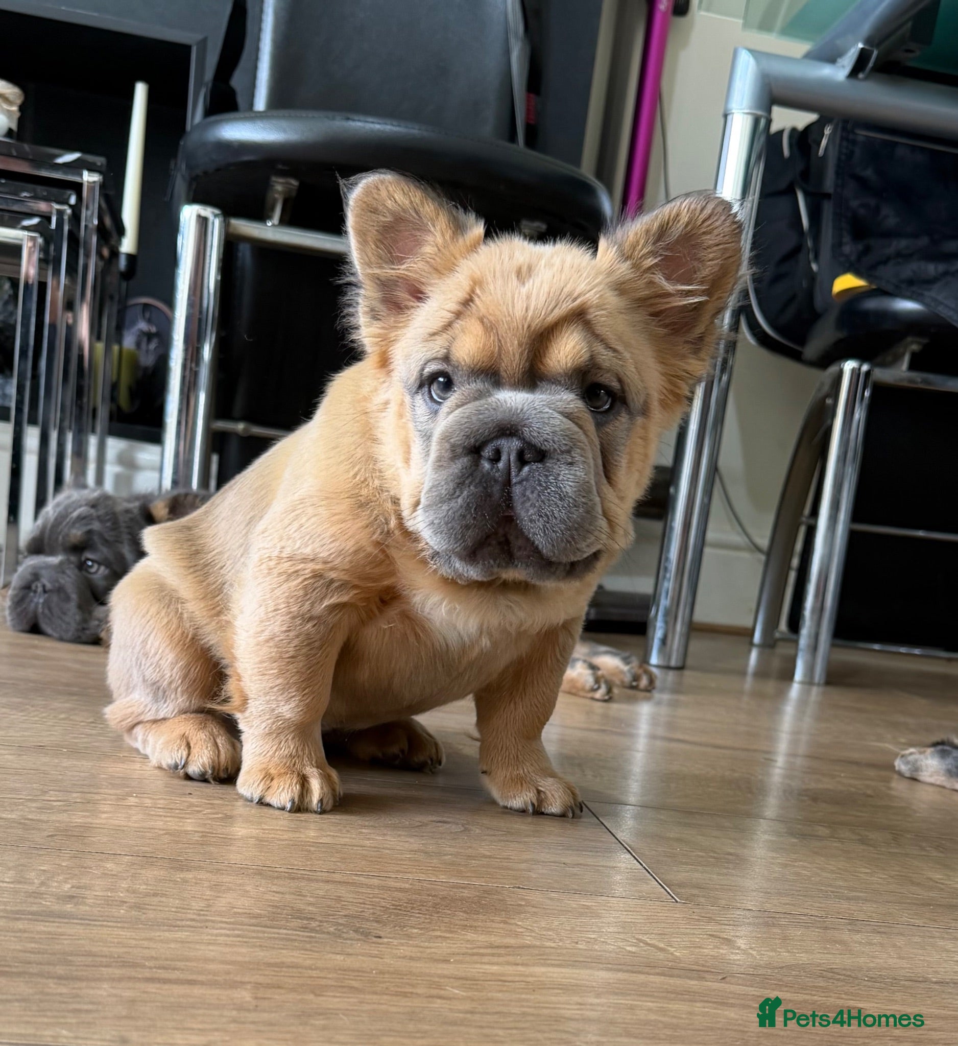 French Bulldog dogs Fluffy French Bulldog Puppies  - Advert 2