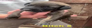 Lurcher 5