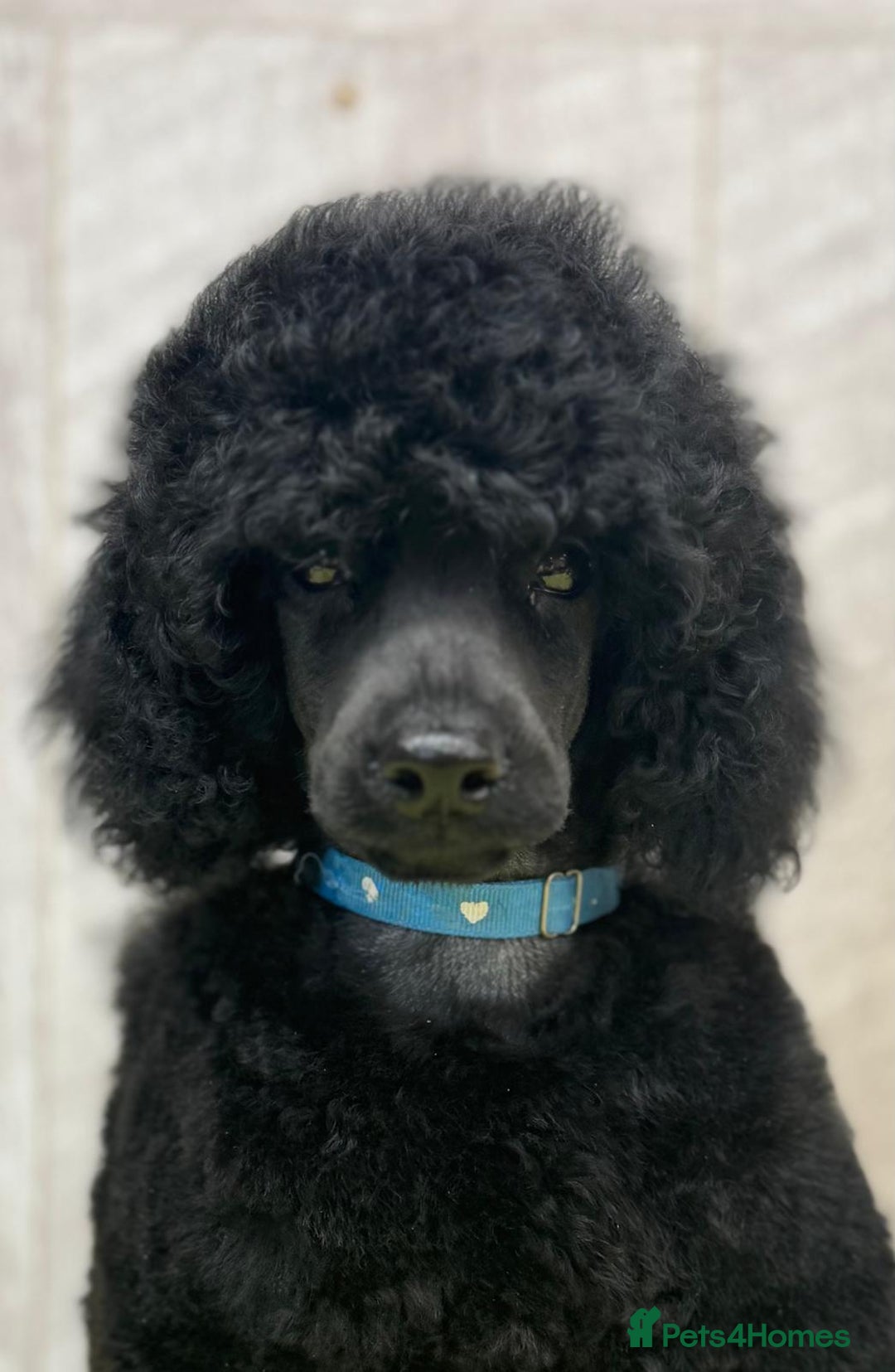 Miniature Poodle dogs for sale: Boys,Boys,Boys! Stunning Miniature Poodle Puppies - Advert 4