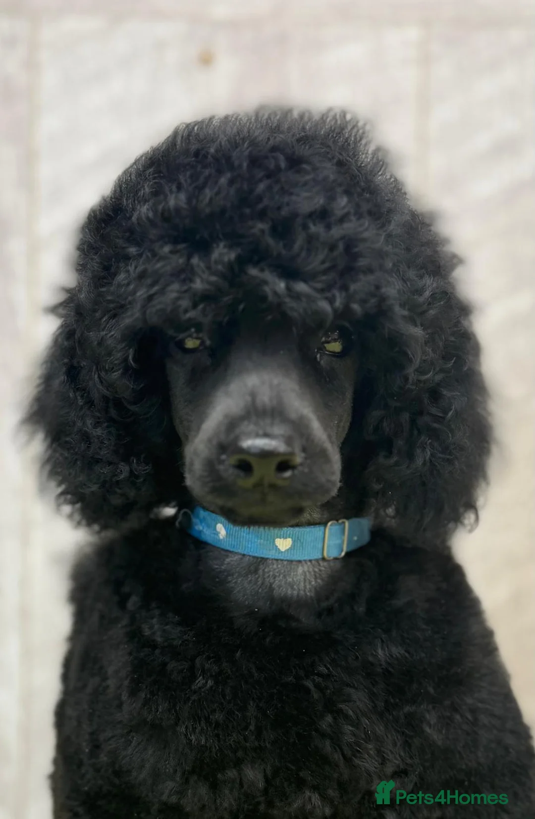 Miniature Poodle dogs for sale: Boys,Boys,Boys! Stunning Miniature Poodle Puppies - Advert 9