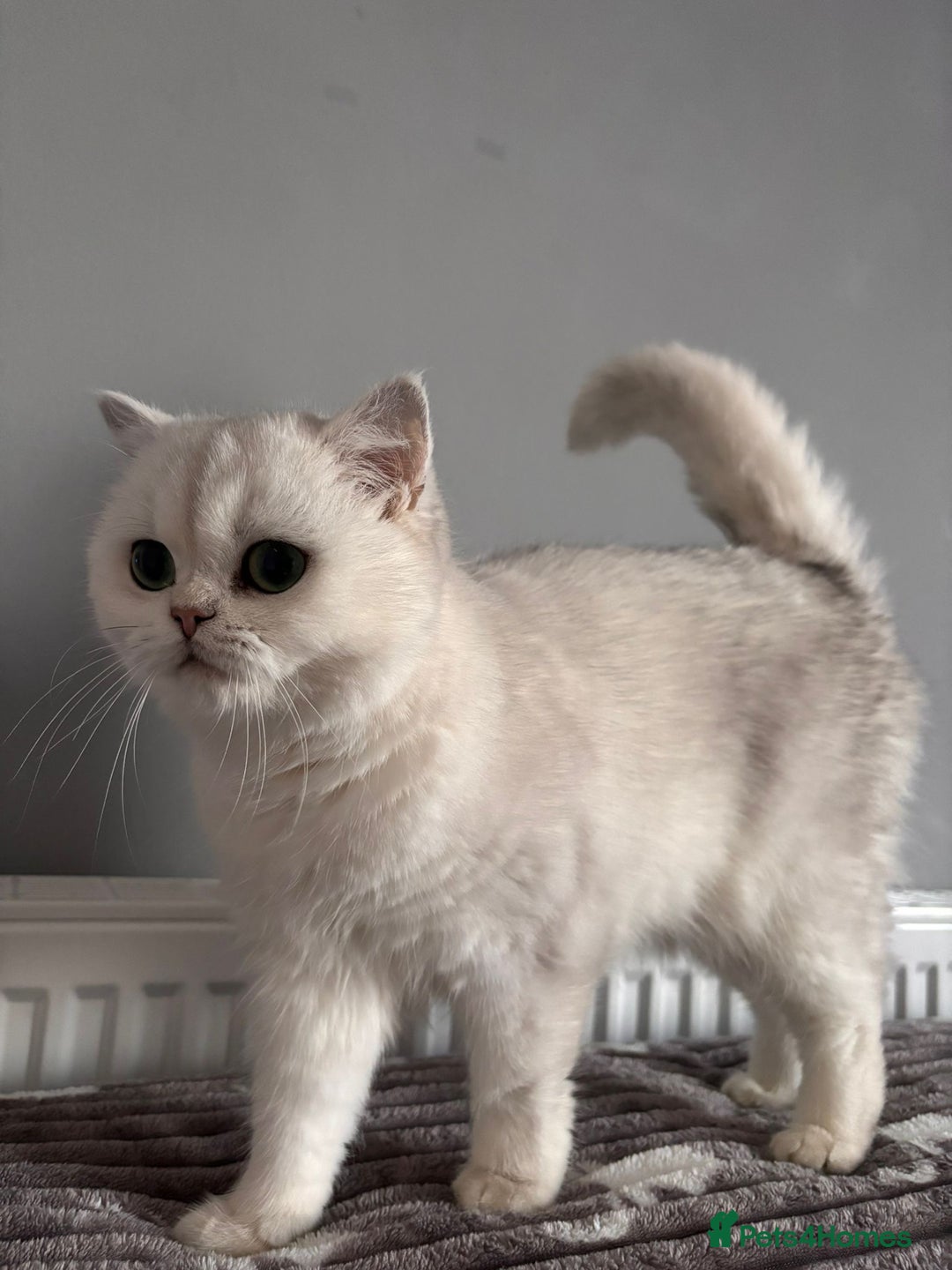 British Shorthair cats for sale: Luna looking for a lovely new family - Advert 2