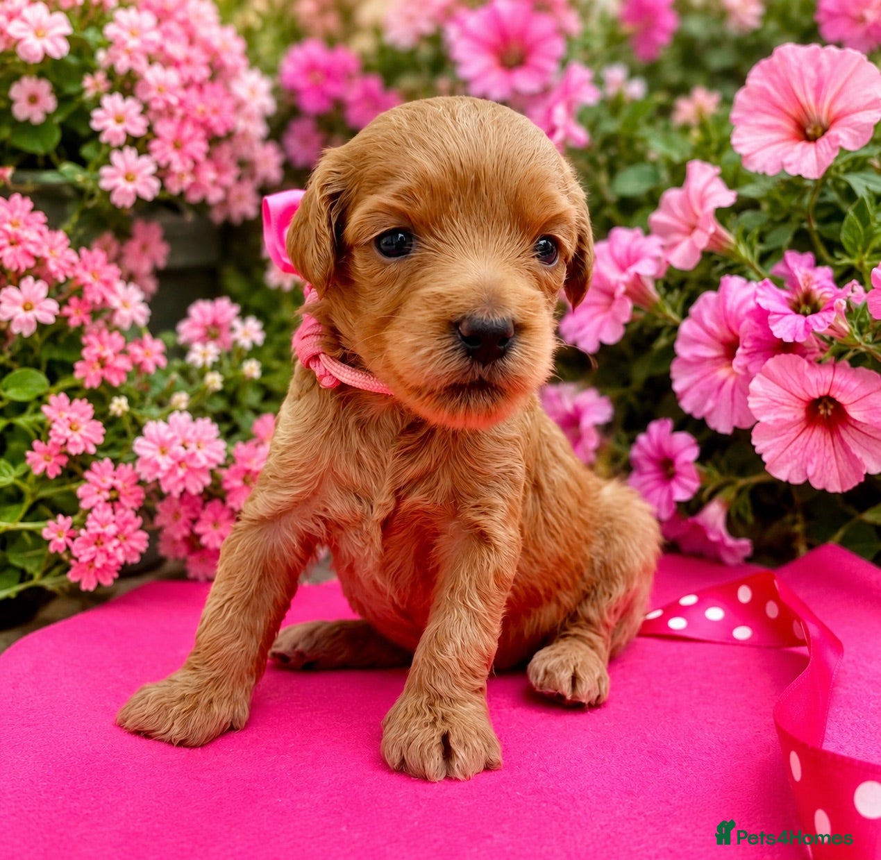 Labradoodle dogs Gorgeous 🌸🌸 F1BB Miniature Labradoodle Puppies - Advert 2