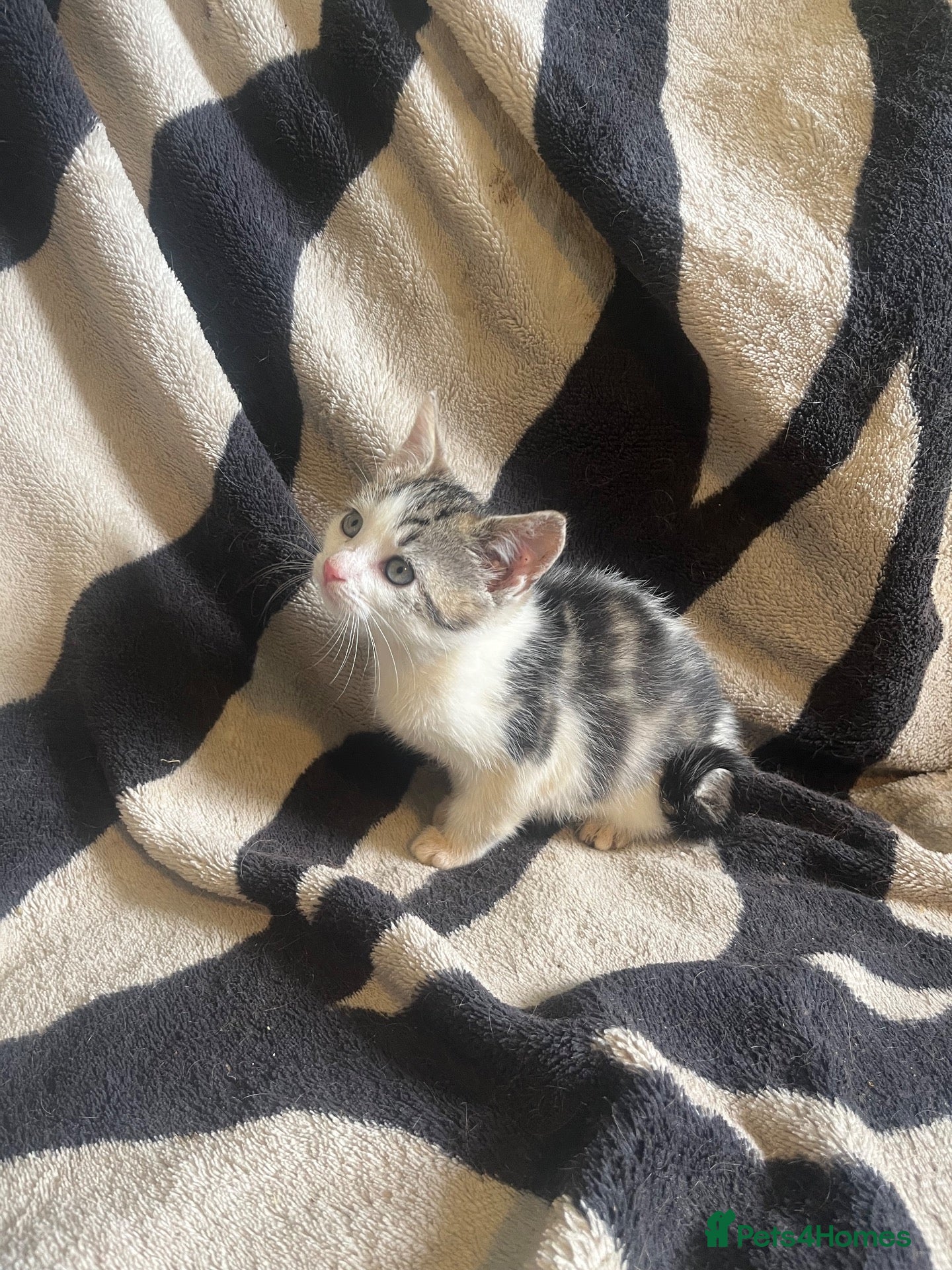 Mixed Breed cats Kittens looking for their forever homes  - Advert 2