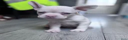 French Bulldog dogs for sale: Adorable fluffy frenchies - Advert 28