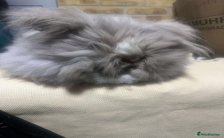 Angora rabbits - Advert 1