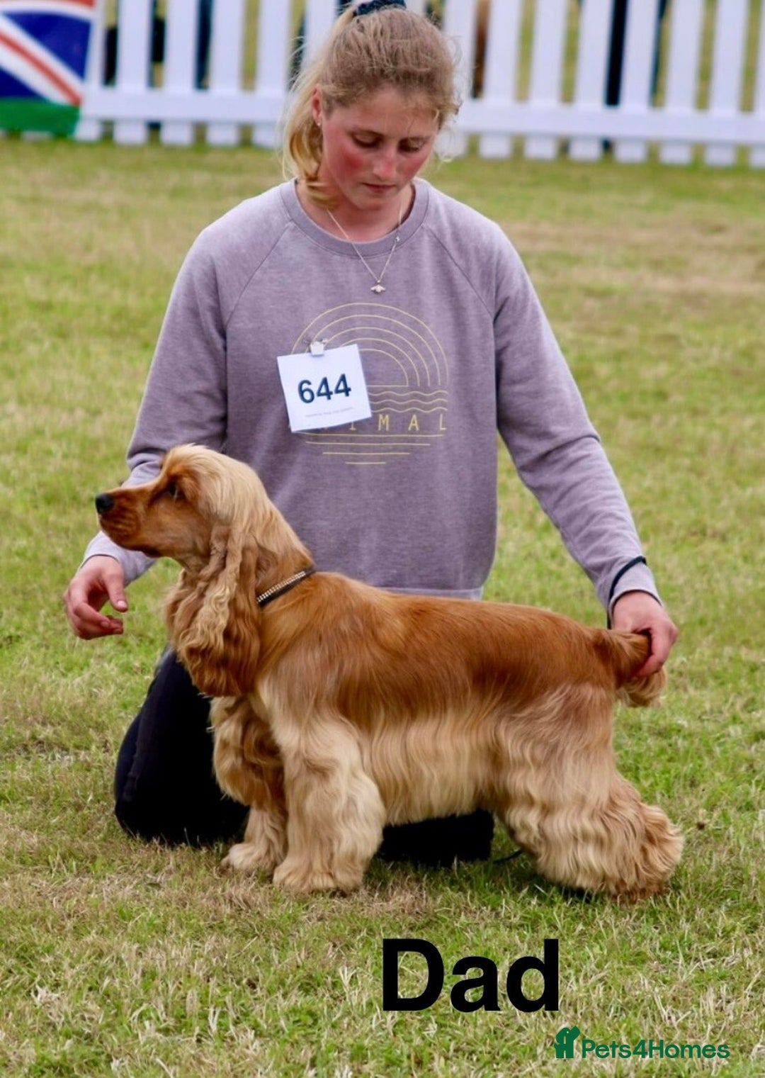 Mixed Breed dogs for sale: Outstanding sprollies pups for sale  - Image 7
