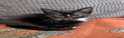 Mixed Breed cats for sale: Three kittens looking for new home - Advert 4