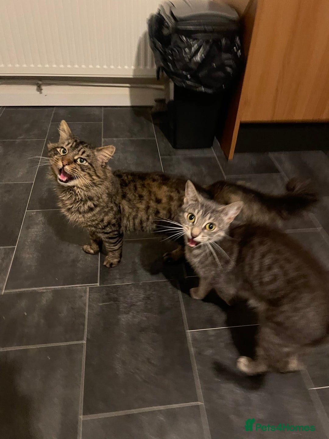 Mixed Breed cats for sale: 7 BEAUTIFUL KITTENS - Advert 2