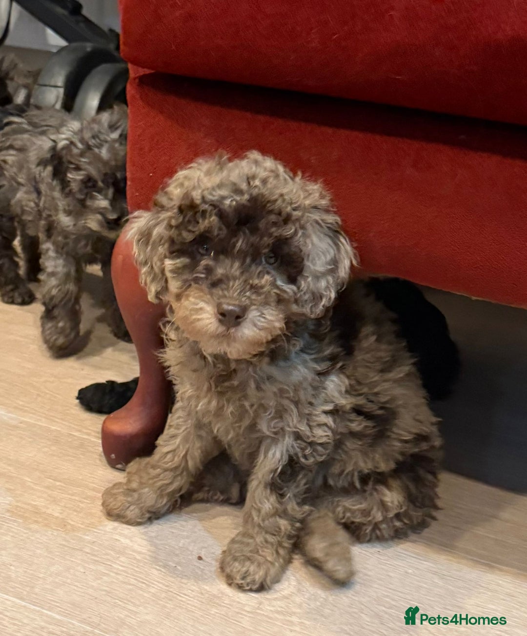 Labradoodle dogs for sale: READY NOW🧸Micro Miniature Teddybear Labradoodles  - Advert 34