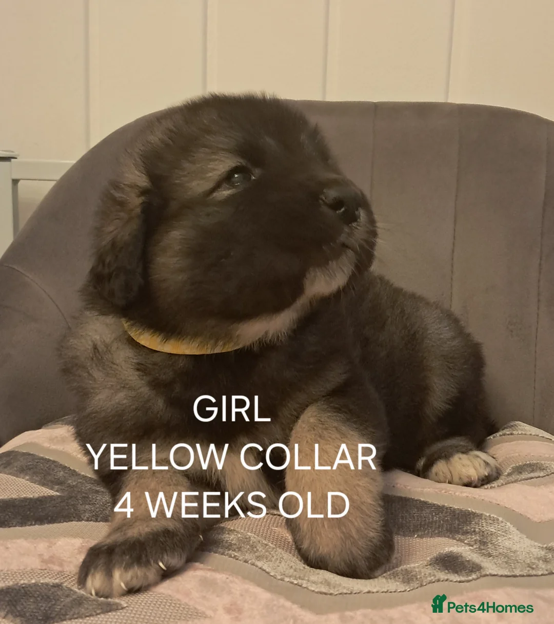 Caucasian Shepherd Dog dogs for sale: Beautiful big boned Caucasian puppies  - Advert 2