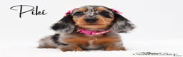 Miniature Dachshund dogs for stud: Miniature Black and Tan Piebald Stud in Rochford - Advert 9