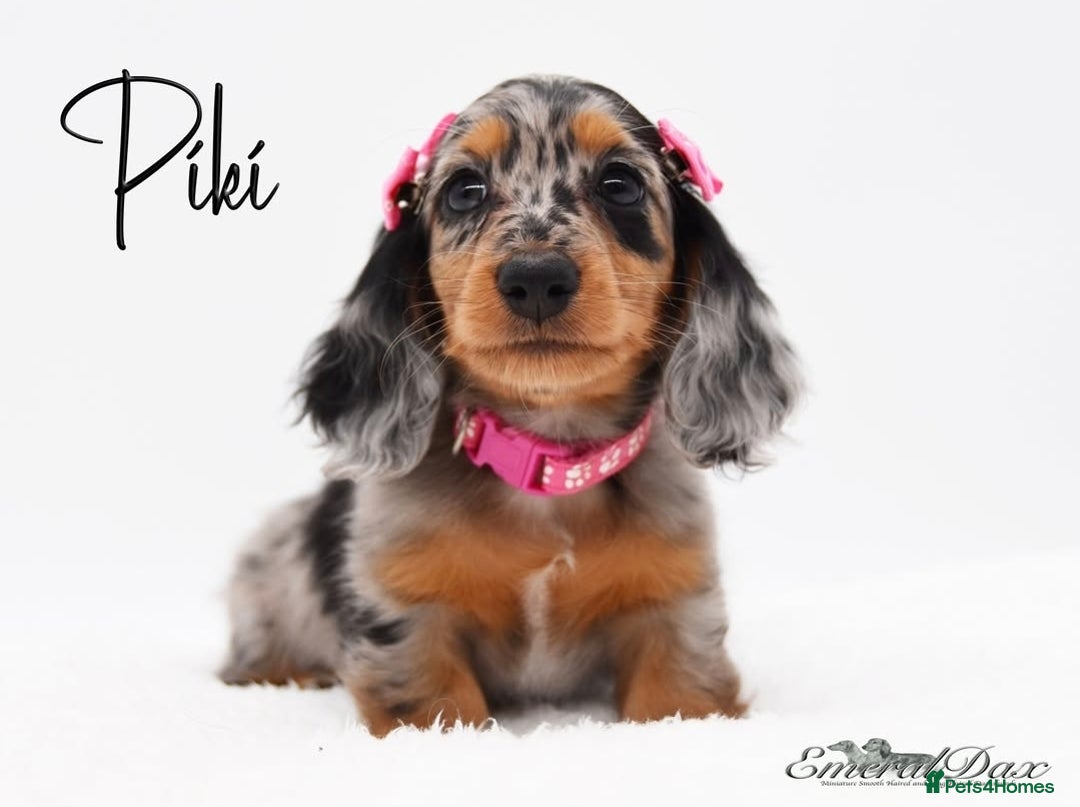 Miniature Dachshund dogs for stud: Miniature Black and Tan Piebald Stud in Rochford - Advert 9