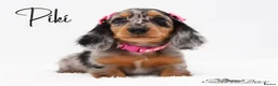 Miniature Dachshund dogs for stud: Miniature Black and Tan Piebald Stud in Rochford - Advert 9