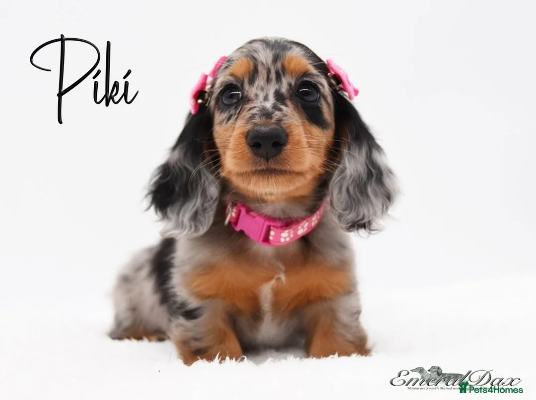Miniature Dachshund dogs for stud: Miniature Black and Tan Piebald Stud in Rochford - Advert 9