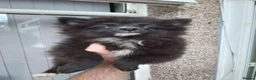 Pomeranian dogs for sale: Pomeranian puppies  - Advert 7
