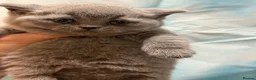 British Shorthair cats for sale: Beautiful British Shorthair kittens to reserve - Advert 9