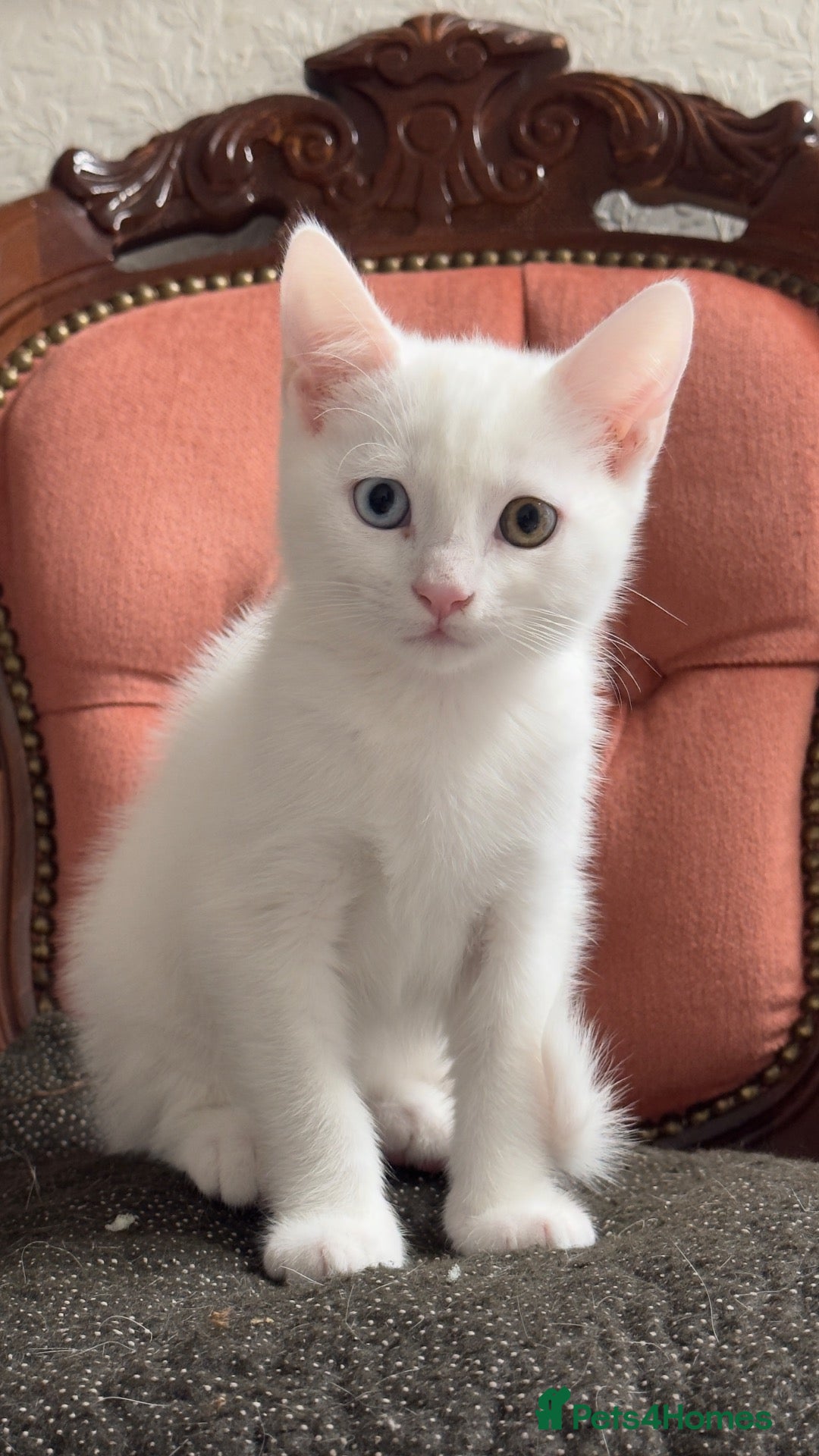 American Shorthair cats for sale: A kitten & 2 cats are looking for a new home.  - Advert 2