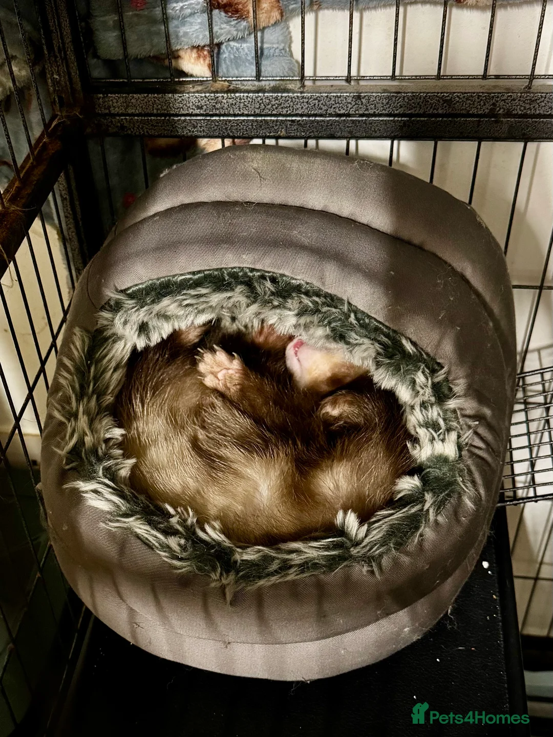 Ferret rodents for sale: Beautiful semi angora cinnamon ferret - Advert 13